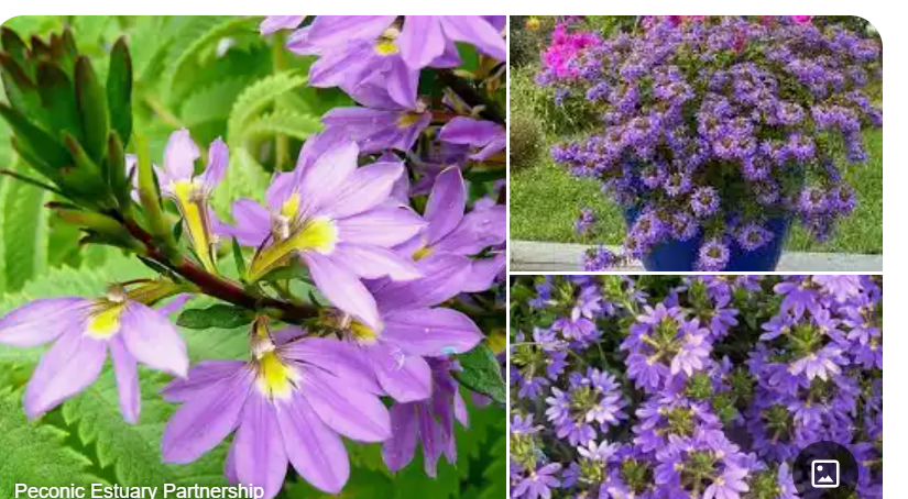 <p>Scaevola aemula </p>