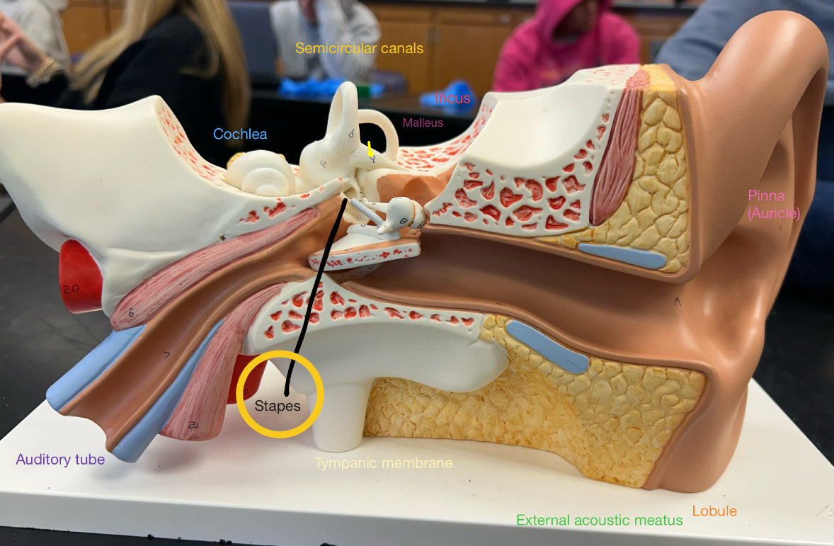 <p>Just keep in mind that the oval window is beneath the stapes</p>