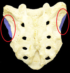 articulates with sacrum