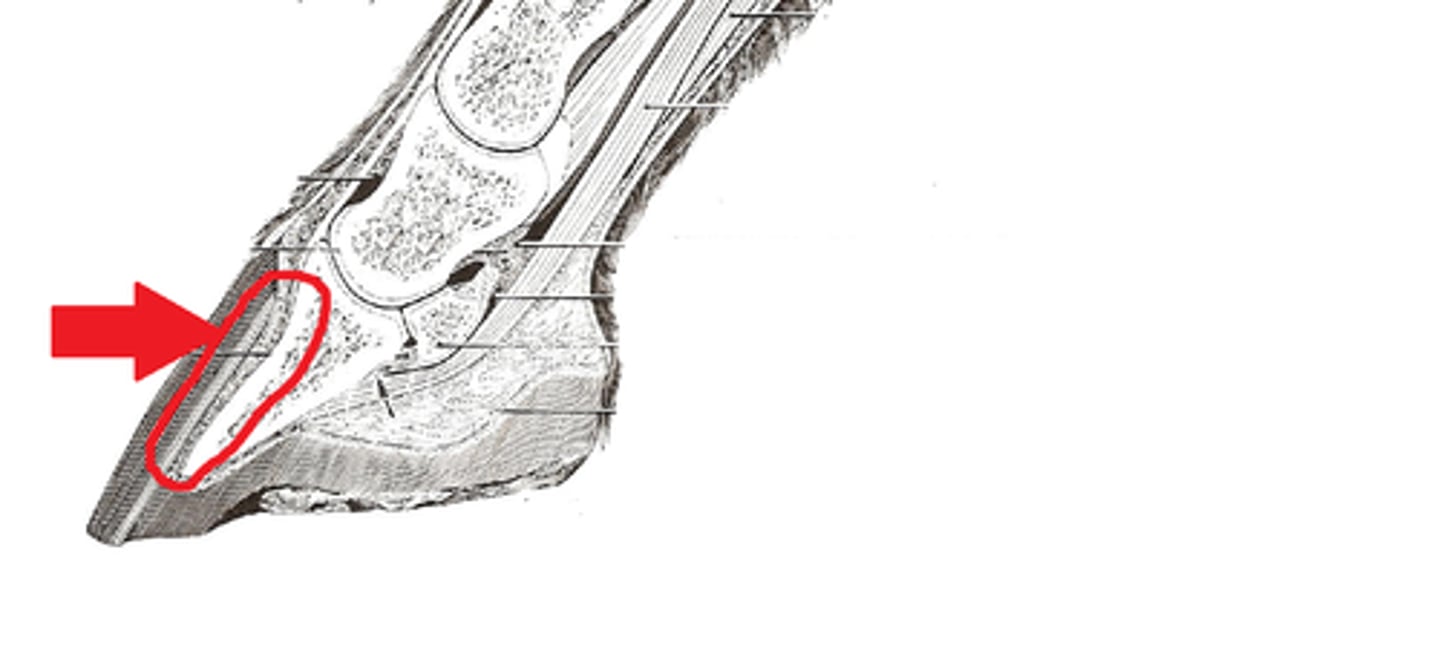 <p>Laminar corium</p>