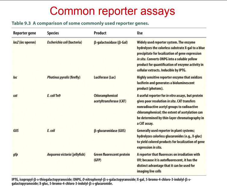 <p>Def</p><ul><li><p>known gene whos RNA or protein level can be measure easily/accurately</p></li><li><p>used to replace other codign regions whs protein products are difficult to measure quantittively</p></li></ul><p>Application</p><ul><li><p>study regulatory elements of genes</p></li><li><p>effeciencey of gene delivery system</p></li><li><p>GFP- intracellular fate of gene product</p></li><li><p>FRET- Protein-Protein interactions</p></li><li><p>GFP- DNA0protein interactions</p></li></ul><p></p>