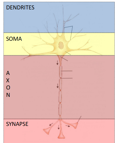 <p>Input areas of the neuron. </p>