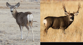 <p>long ears; short black tipped tail; males bifurcated antlers</p>