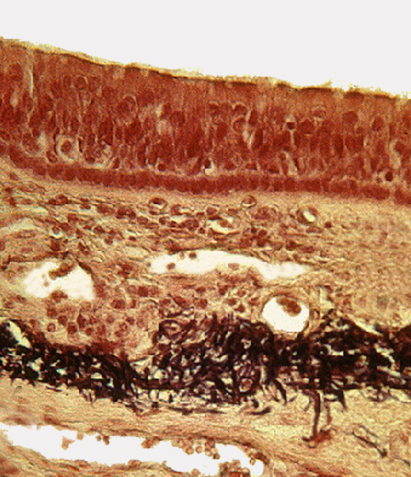 knowt flashcard image