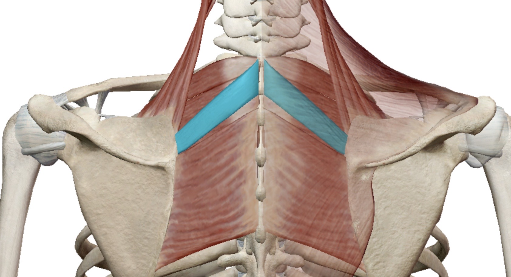 <p>Identify this muscle</p>