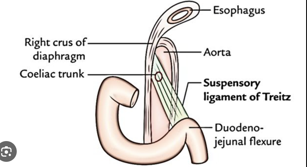 <p>suspensory ligament of duodenum</p><p>can use as landmark for diagnosing intestinal malrotation and partial rotation AND discriminating upper/lower GI bleeding</p>