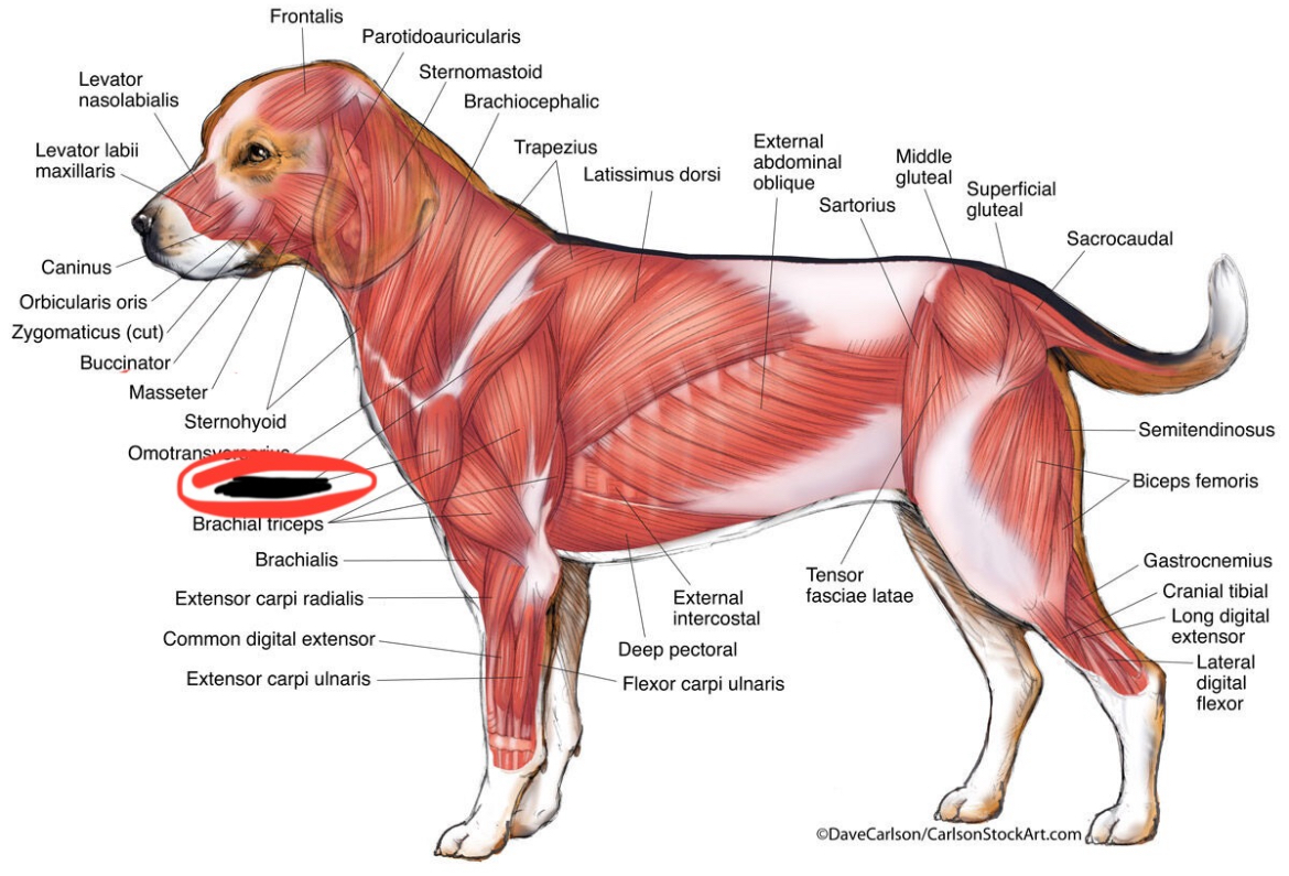 <p>Deltoideus m.</p>