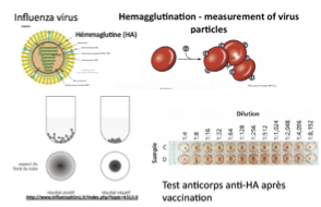 <p>En présence du virus, les globules rouges forment un tapis au fond du puits. En absence de virus, les globules rouges sédimentent en un seul point au fond du puits. </p>