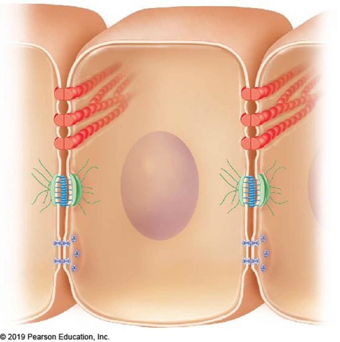 <p>Structures that connect cells together, facilitating communication and adhesion.</p>