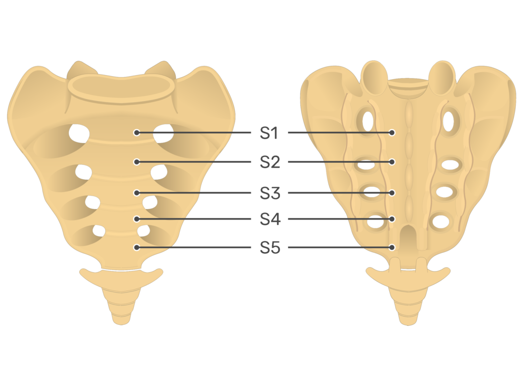 <p>five individual vertebrae in the human spine that fuse together after puberty to form a single, triangular bone </p>