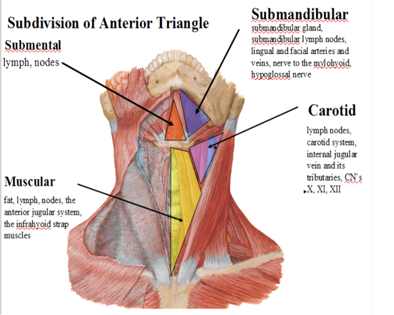 <ul><li><p>infrahyoid muscles</p></li><li><p>thyroid + its vessels (thyroid arteries), anterior jugular vein</p></li><li><p>larynx, trachea, esophagus</p></li></ul><p></p>