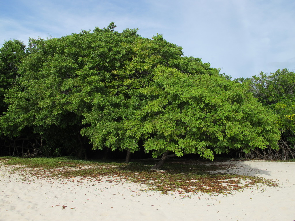 <p>White Mangrove</p><p>Can have prop roots going down or snorkel roots going up. Leaves have a distinctive shape that kinda looks like a butt</p>