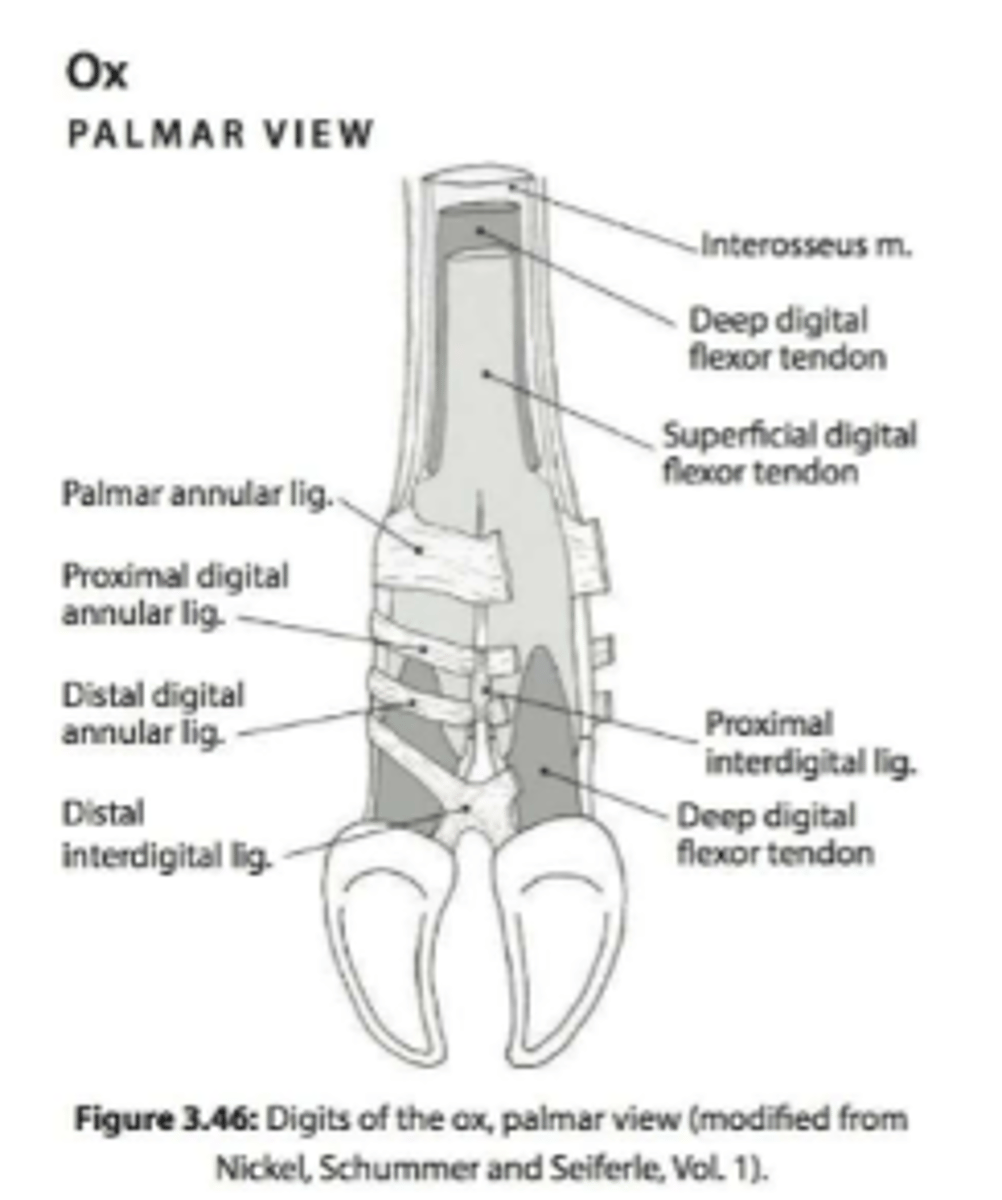 <p>interdigital ligament</p>