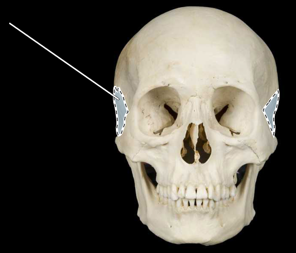 <p>Name this bone.</p><p>(Skull, anterior view).</p>