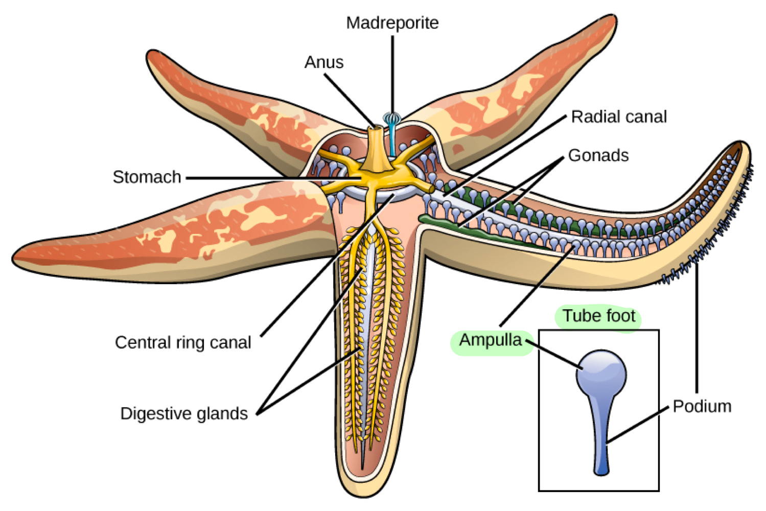 <p>Hydraulic structures functioning for locomotion, with each tube foot containing an ampulla, a small bulb-like structure.</p>