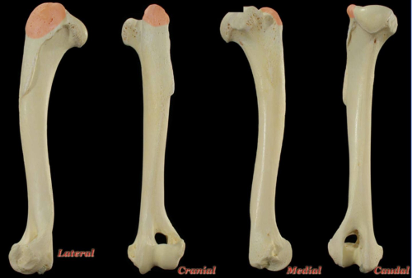 <p>What structure is highlighted in the picture?</p>