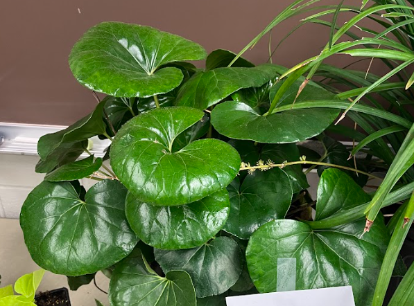 <ul><li><p>exfoliating subsentence</p></li><li><p>grows reliably but gets killed back by freezes</p></li><li><p>can comes with yellow spots on leaves</p><ul><li><p>can be “wrinkled”</p></li></ul></li><li><p>tolerates shade more than sun</p></li><li><p>yellow composite flower</p><ul><li><p>branched flower</p></li><li><p>flowers in the fall</p></li></ul></li></ul><p></p>