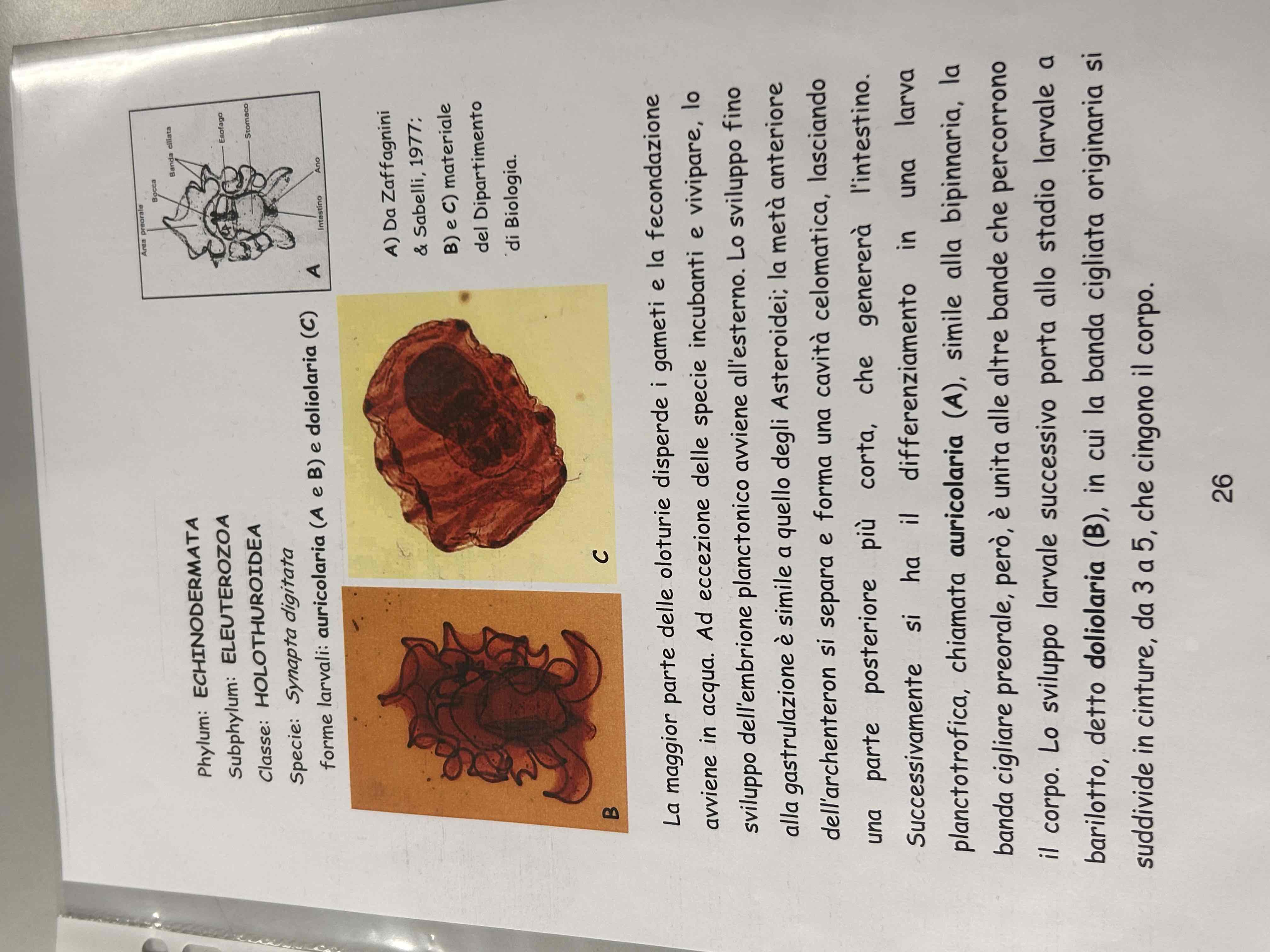 <p>Echinodermata</p><p>Oloturidei</p><p>Synapta digitata (larva auricolaria)</p>