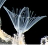 <p>a lophophore, a feeding structure composed of a set of ciliated tentacles surrounding the mouth.</p>