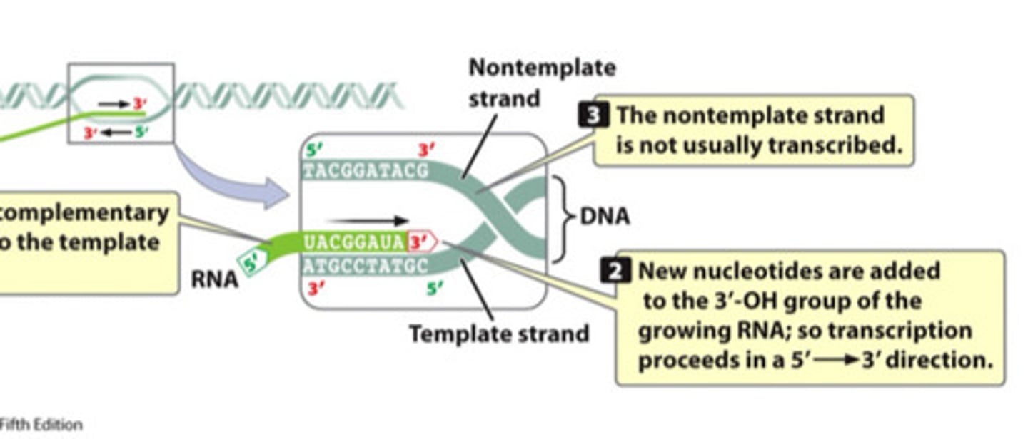 <p>The DNA strand that provides the template for ordering the sequence of nucleotides in RNA</p><p>- Read in the 3' to 5' direction so that new DNA is generated in the 5' to 3' direction</p><p>- COMPLEMENTARY to the RNA molecule being synthesized</p><p>Can encode different genes than its complementary DNA strand</p>