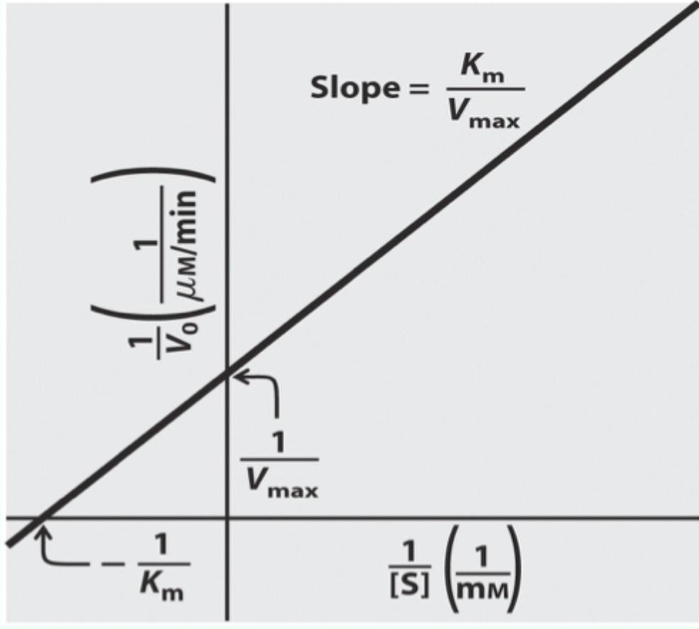 <p>A plot of <strong>1/V₀ vs 1/[S]</strong> that yields a <strong>straight</strong> line.</p>