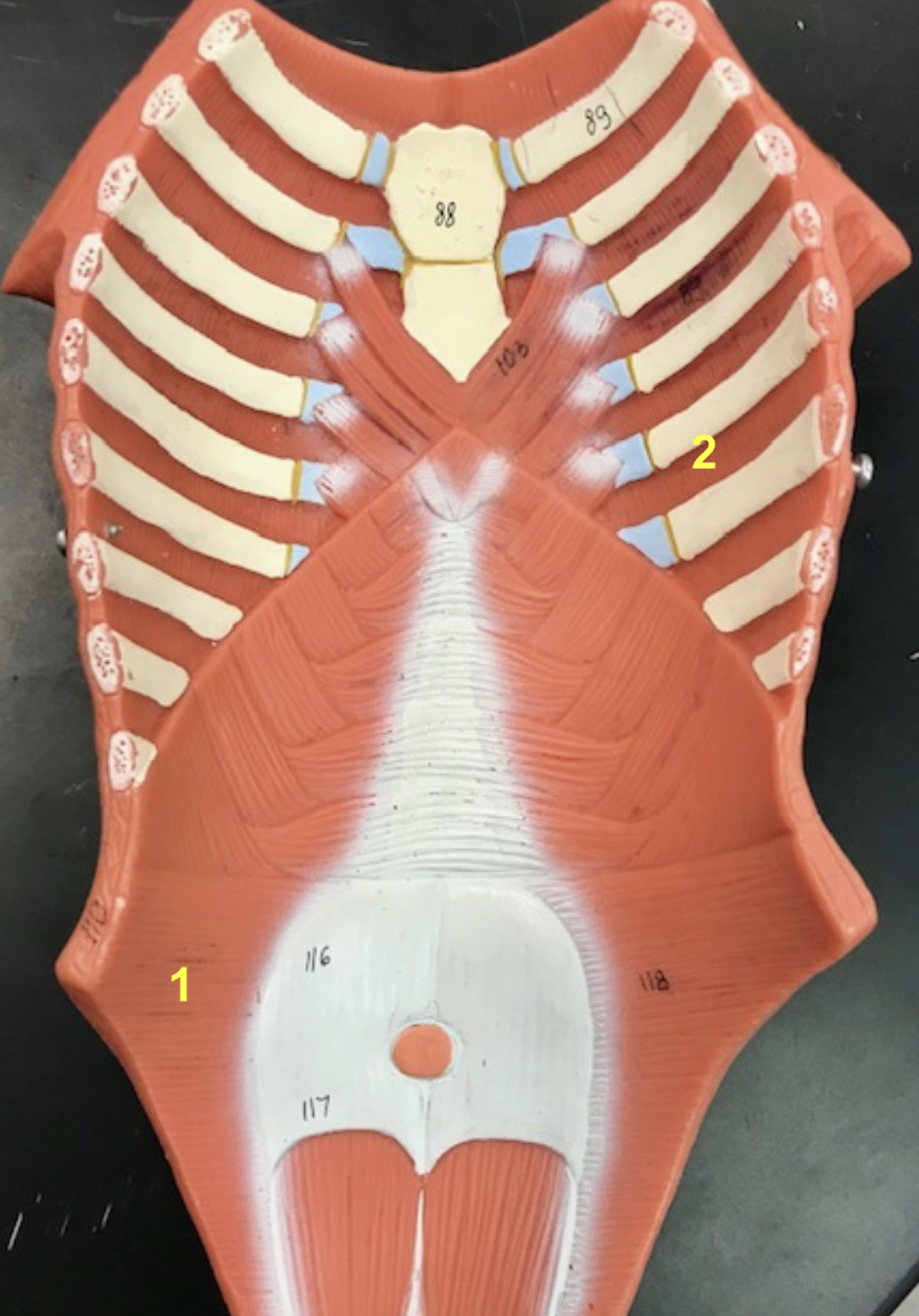 <p>Identify the structure and function of #1 (internal view)</p>