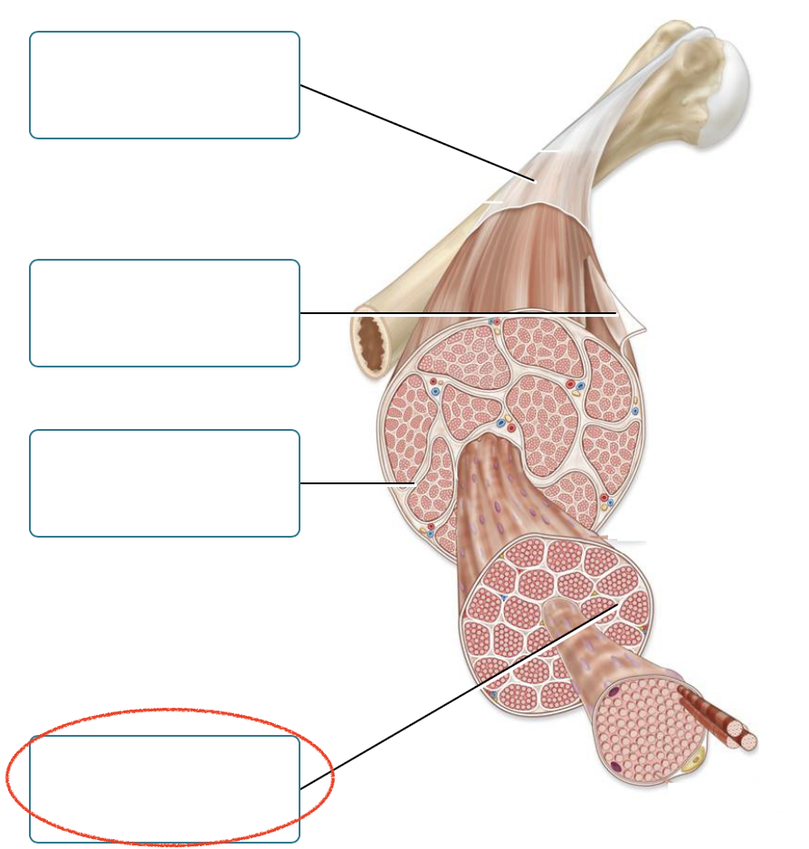 <p><span><span>Label the connective tissues associated with skeletal muscle.</span></span></p>