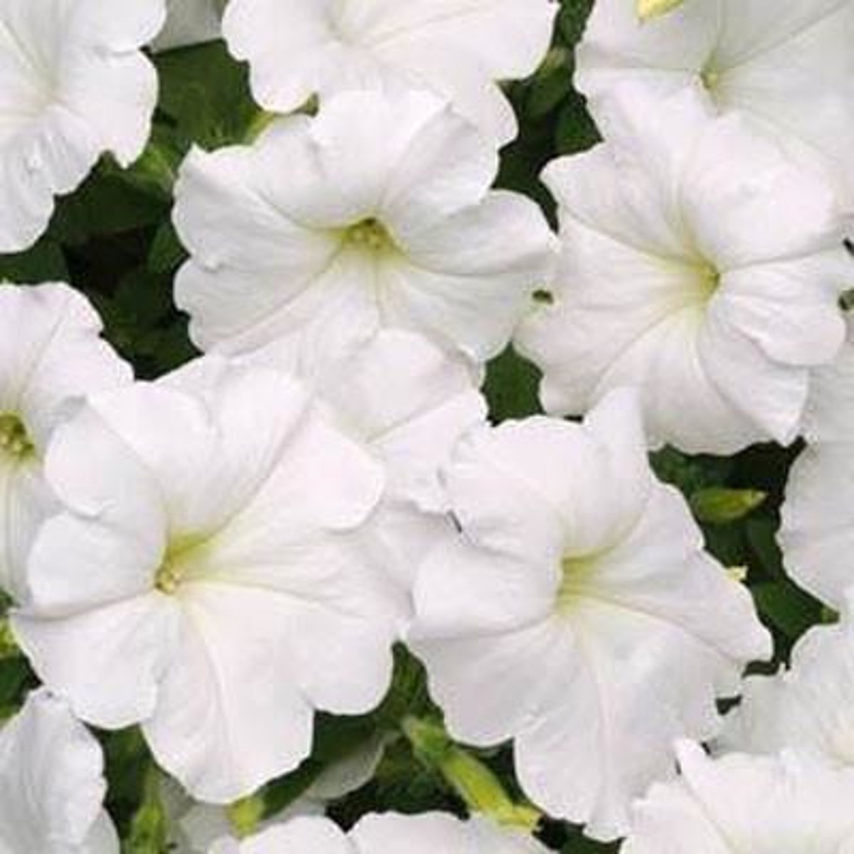<p>less CHS enzyme --> less anthocyanins -->white / whitish coloration</p>