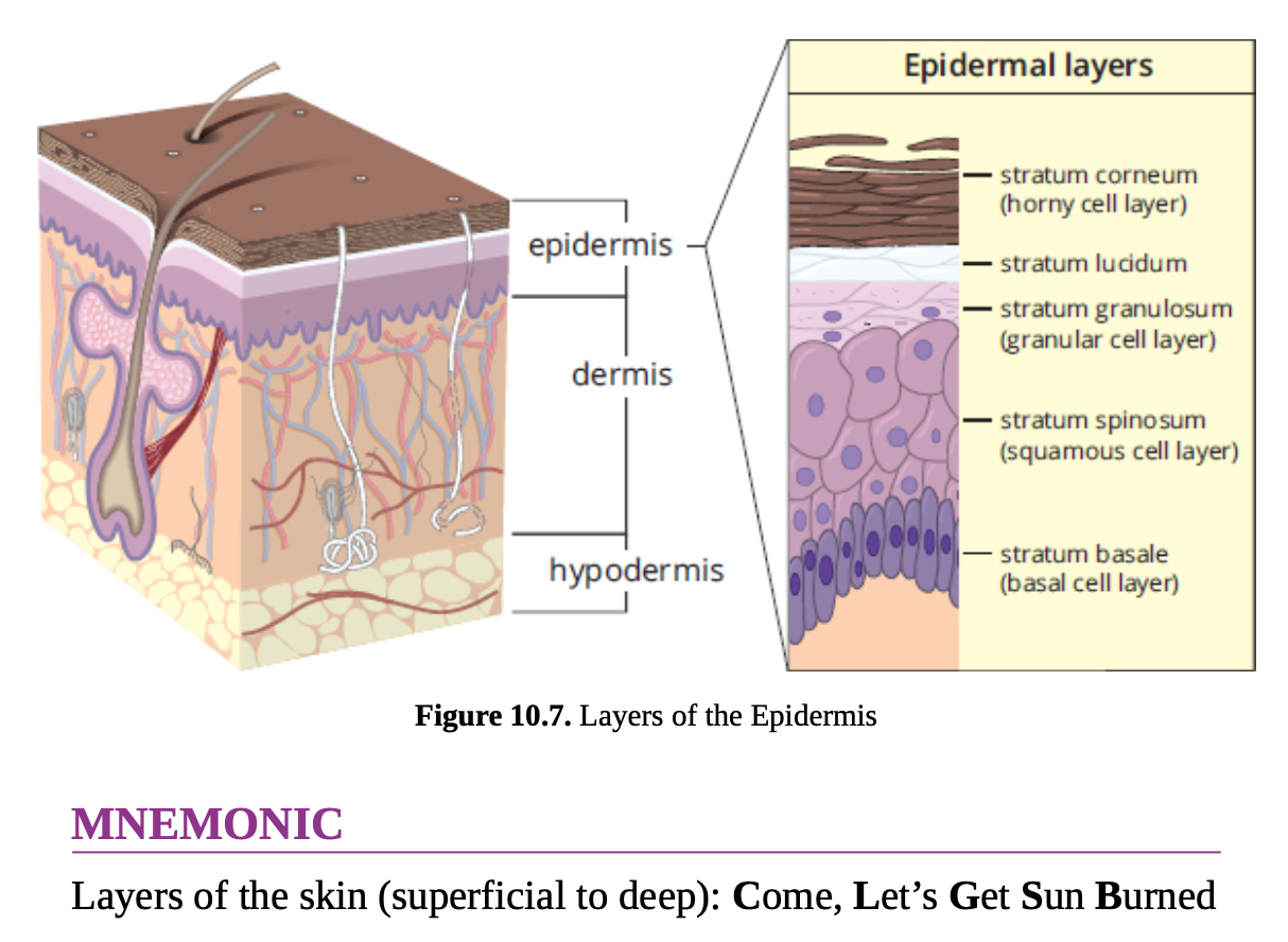 <p>5 layers of the epidermis</p>