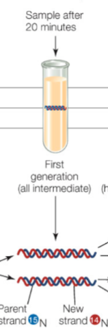 <ul><li><p>Sample that was transferred to 14N was rested in intermediate zone (not too light nor heavy) </p></li><li><p>This is slightly slower and lighter </p></li><li><p>Interpretation: it contained both parent 15N and 14N in strands </p></li></ul><p></p>