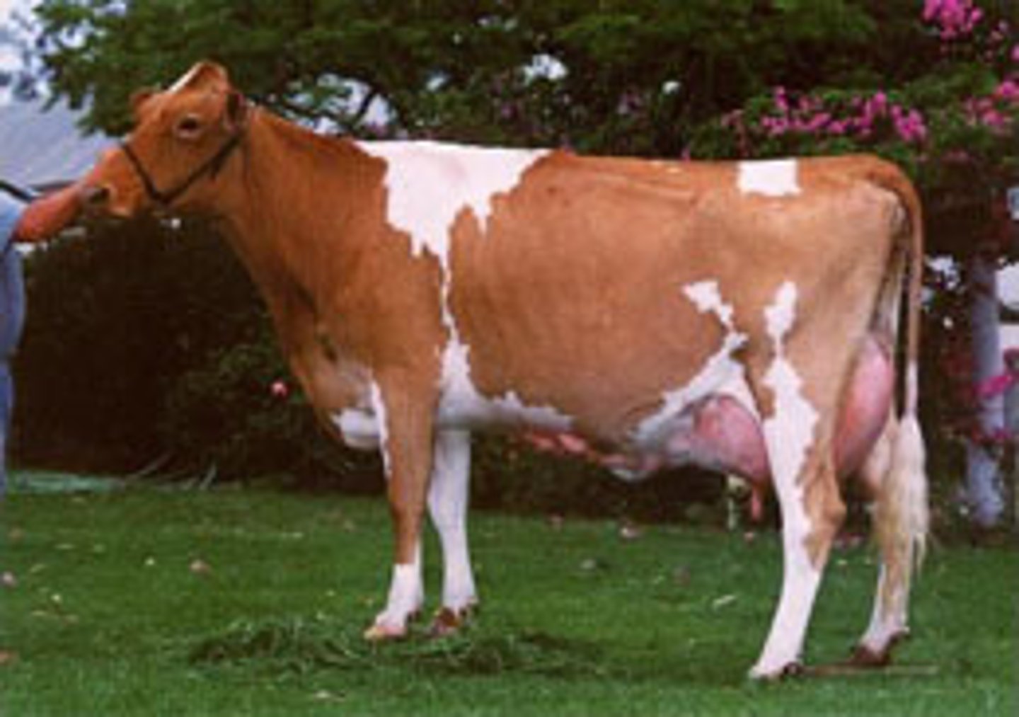<p>golden yellow milk<br><br>Hi MF 4.55%<br><br>20-30% less feed per pound of milk</p>