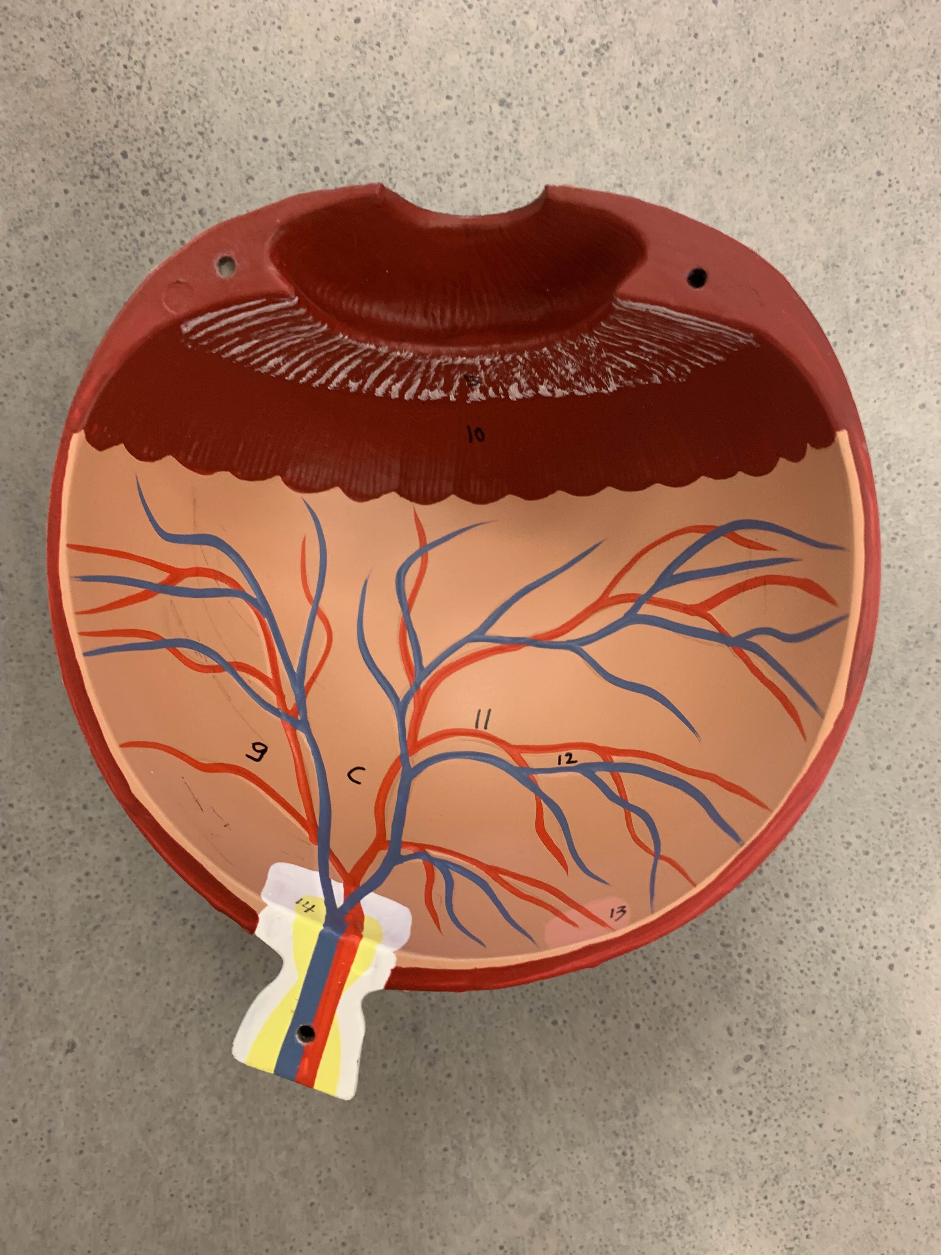 <p>Which part of the eye is:</p><ul><li><p>Behind lens, extending to retina</p></li></ul><p></p>