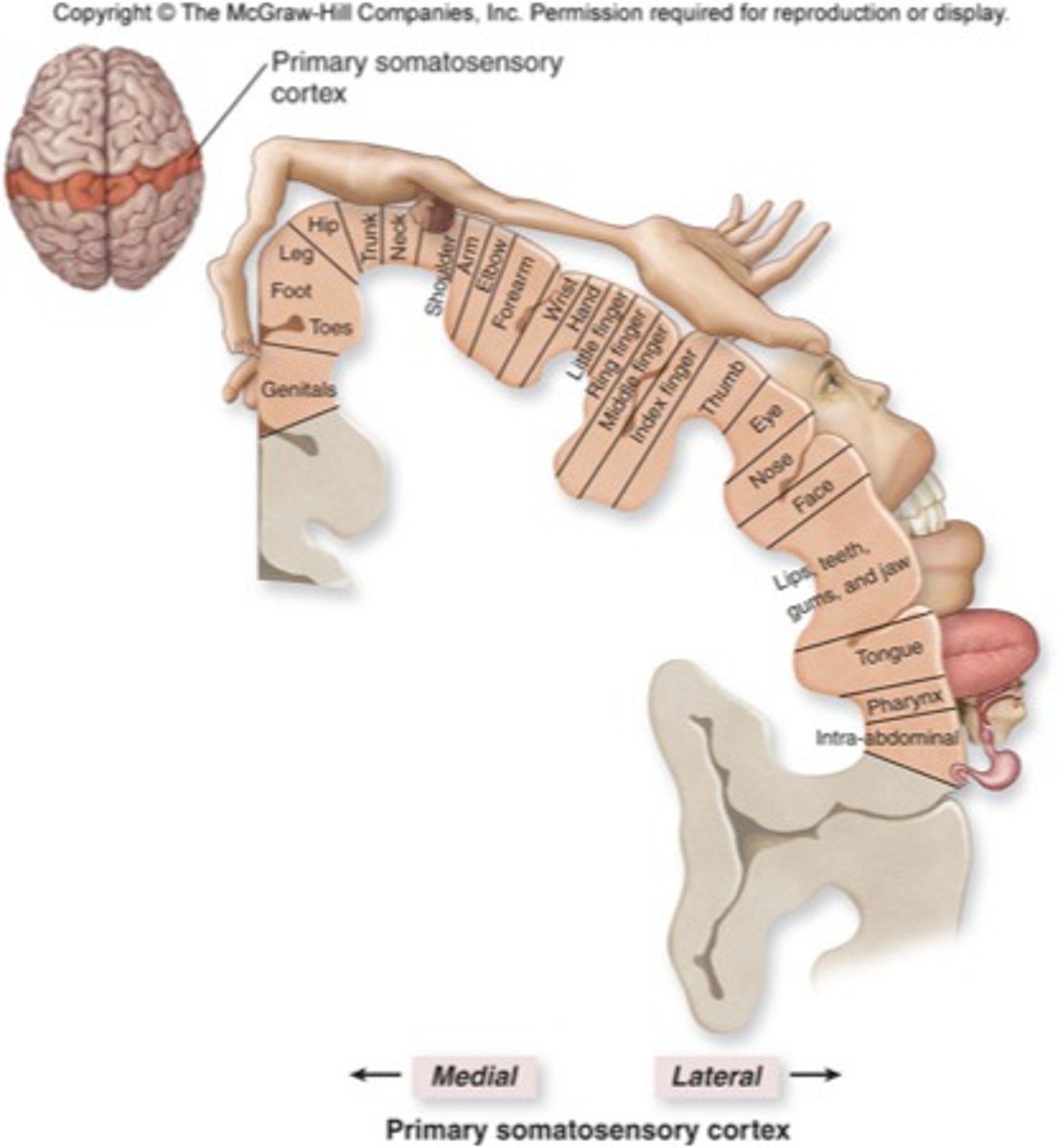 <p>Contains every touch-specific sensory neuron (each has a designated spot in the somatosensory cortex)</p><p>(Parietal lobe)</p>