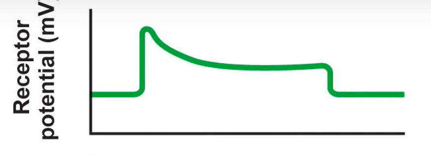 <p>all receptors get less sensitive to a constant stimulus over time</p>