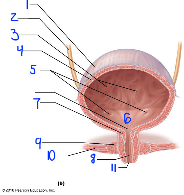 <p>6</p>