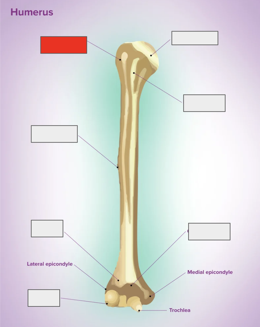 <p>Name the covered bone</p>