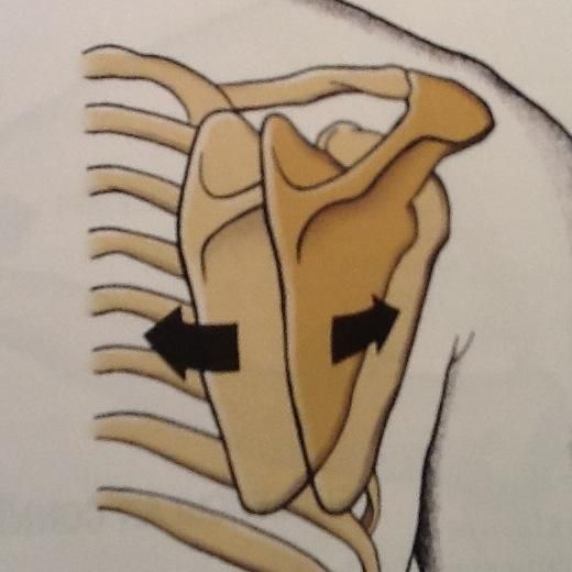 <p>What are the prime moving muscles of the shoulder <u><strong>girdle</strong></u> involved in <strong><em>abduction</em></strong>? (right arrow in picture)</p>