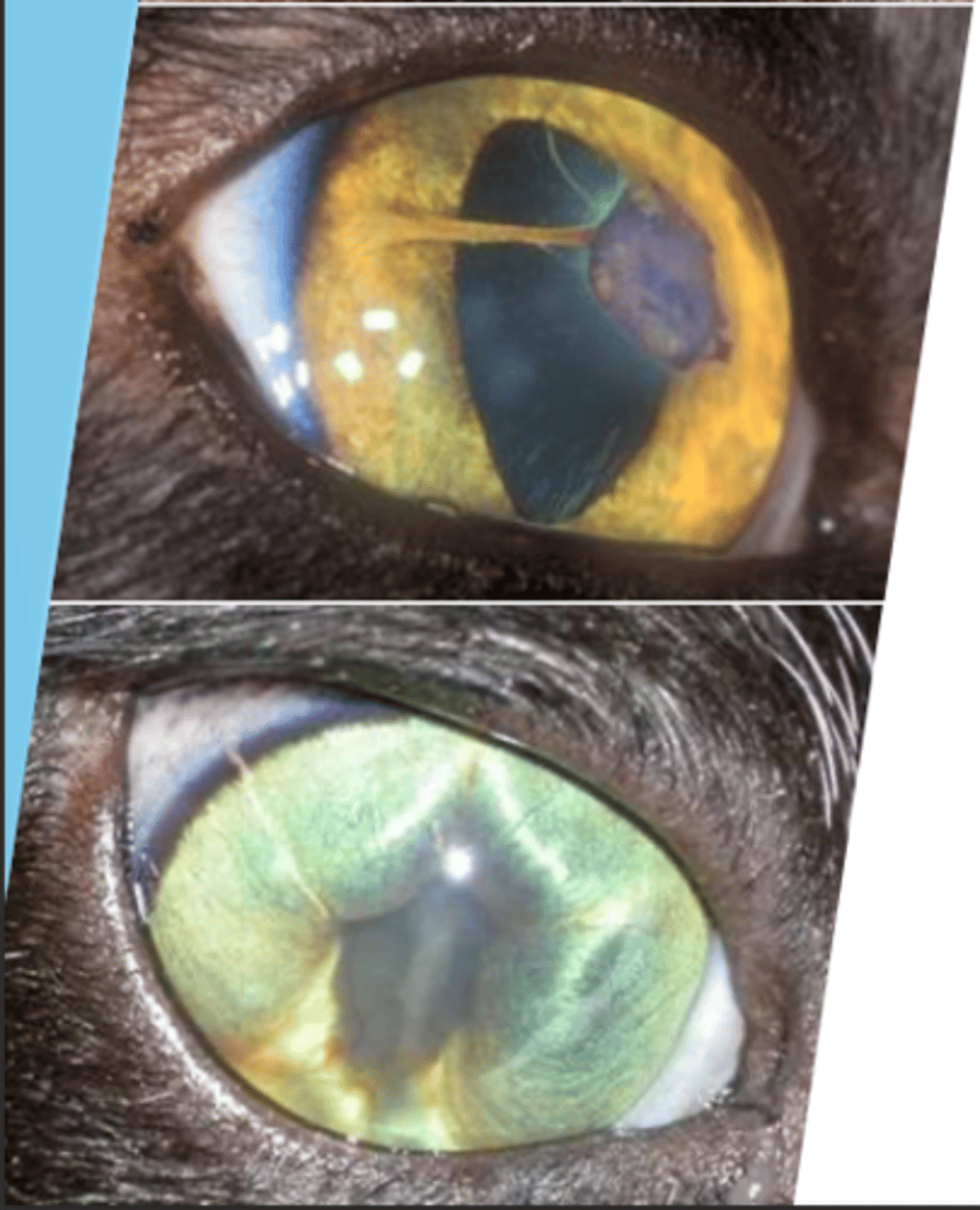 <p>what is this?</p>