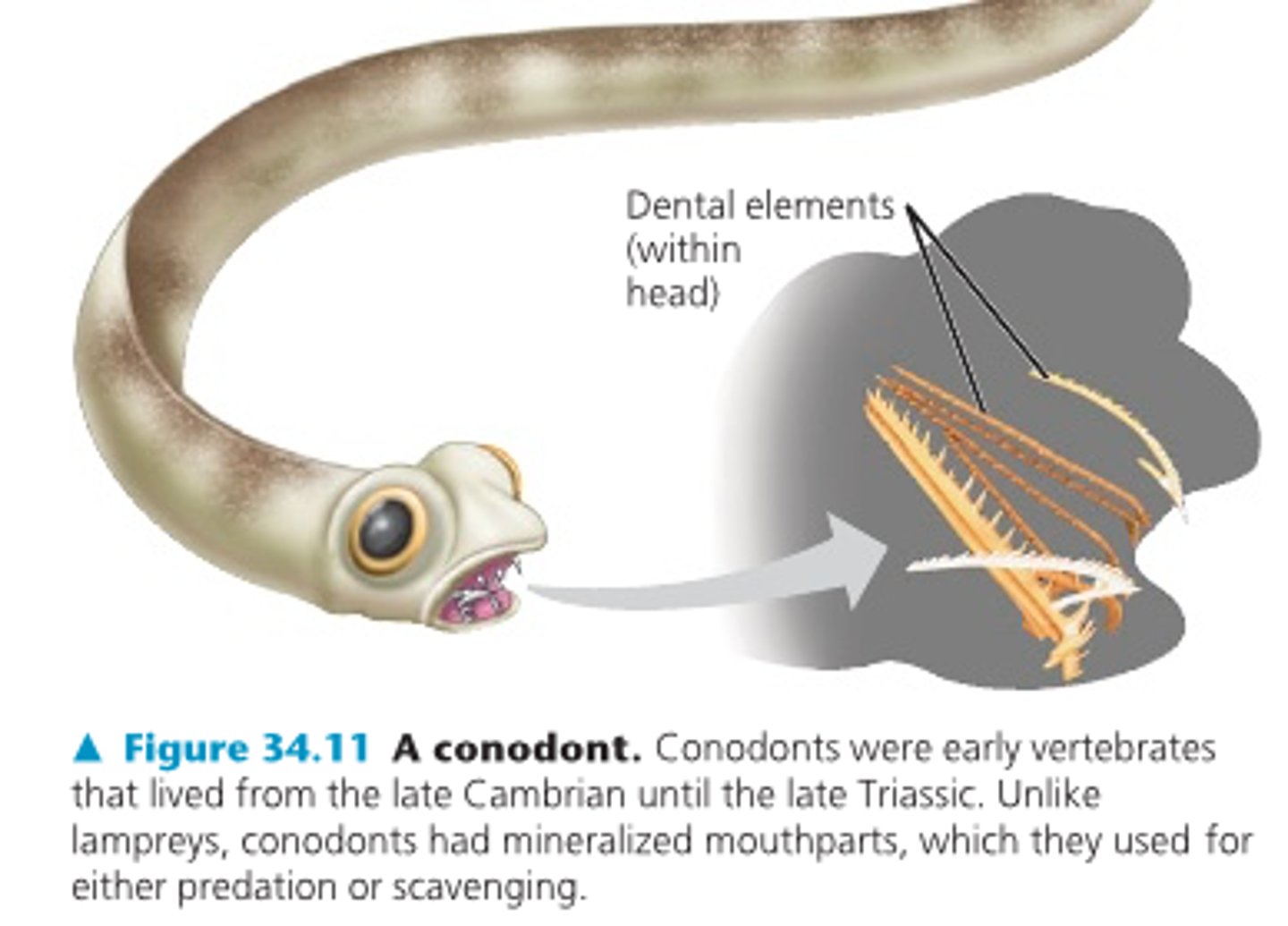 knowt flashcard image