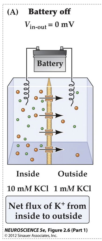 <p>$$K^{+}$$ ions simply flow based on their concentration gradients.</p>