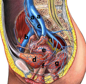 <p>moters pilvo ir dubens venos</p>