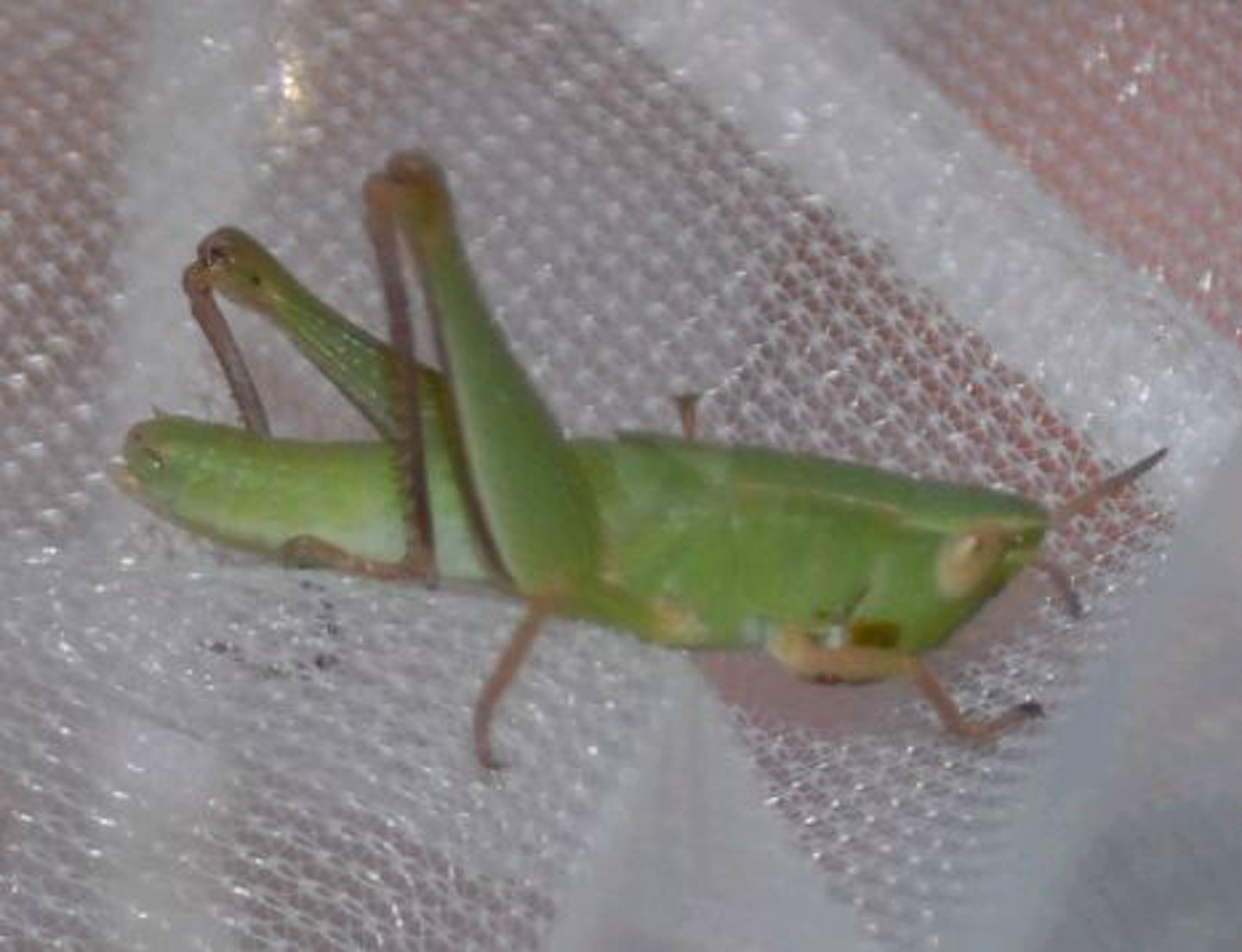 <p>Identify the insect shown:</p>