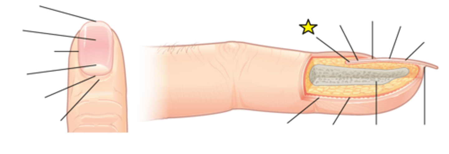 <p>Has a matrix of proliferating cells from the stratum basale that enables the nail to grow continuously.</p>