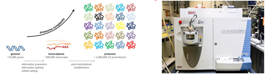 <p>organism’s complete collection of proteins. Proteins change according to time, cell type, and cell state</p><ul><li><p><em>Note: if transcriptomes are changing so are proteomes </em></p><ul><li><p><em>genome → transcriptomes → proteome</em></p></li></ul></li></ul><p></p>