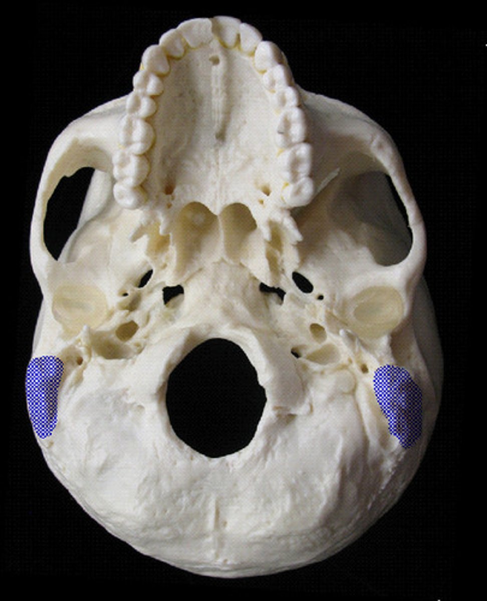 <p>round projection on the temporal bone behind the ear. Used for muscle attachement.</p>