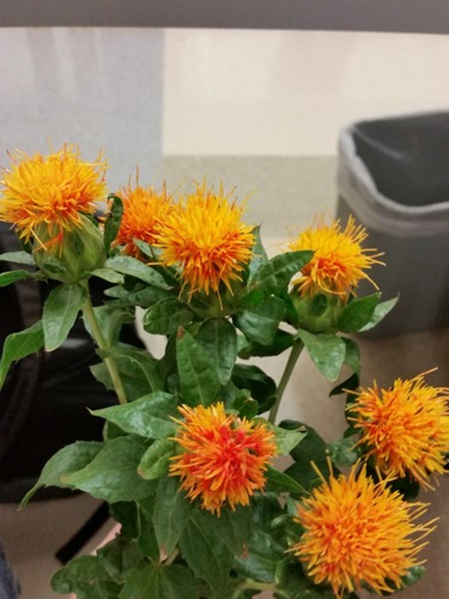 <p>Carthamus; Mass</p>