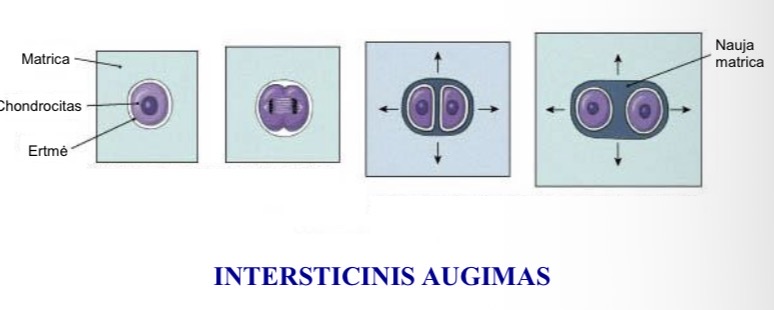 <p>o Kremzlinės ląstelės, gulinčios jaunos besiformuojančios kremzlės centre, išlaiko galimybę mitoziškai dalytis, sudaro izogenines grupes.</p><p>o Dėl chondrocitų padaugėjimo daugėja ir kremzlinės medžiagos iš vidaus.</p>