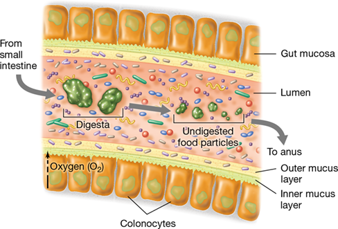 <p>small- increasing pH has increasing microbes, E faecalis, lactobacilli large- most microbes in body, obligate anaerobes, bacteroides, clostridium, produce vitamins and gas</p>