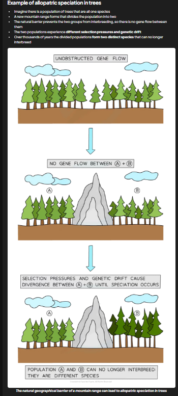 <ul><li><p>result of geographical isolation</p></li><li><p>most common </p></li><li><p>species pop splits into one or more groups which become separated from each other by geographical barriers e.g. mountain, body of water, motorway</p></li><li><p>separation = 2 pops of same species isolated so no genetic exchange occuring</p></li><li><p>if sufficient selection pressure/genetic drift acting to change the gene pools within both populations then eventually these population will diverge and form separate species</p><ul><li><p>changes in alleles/genes of each pop affect phenotypes present in both pops</p></li><li><p>2 pops may begin to differ physiologically, behaviorally, and morphologically</p></li></ul></li></ul><p>example in pic</p>