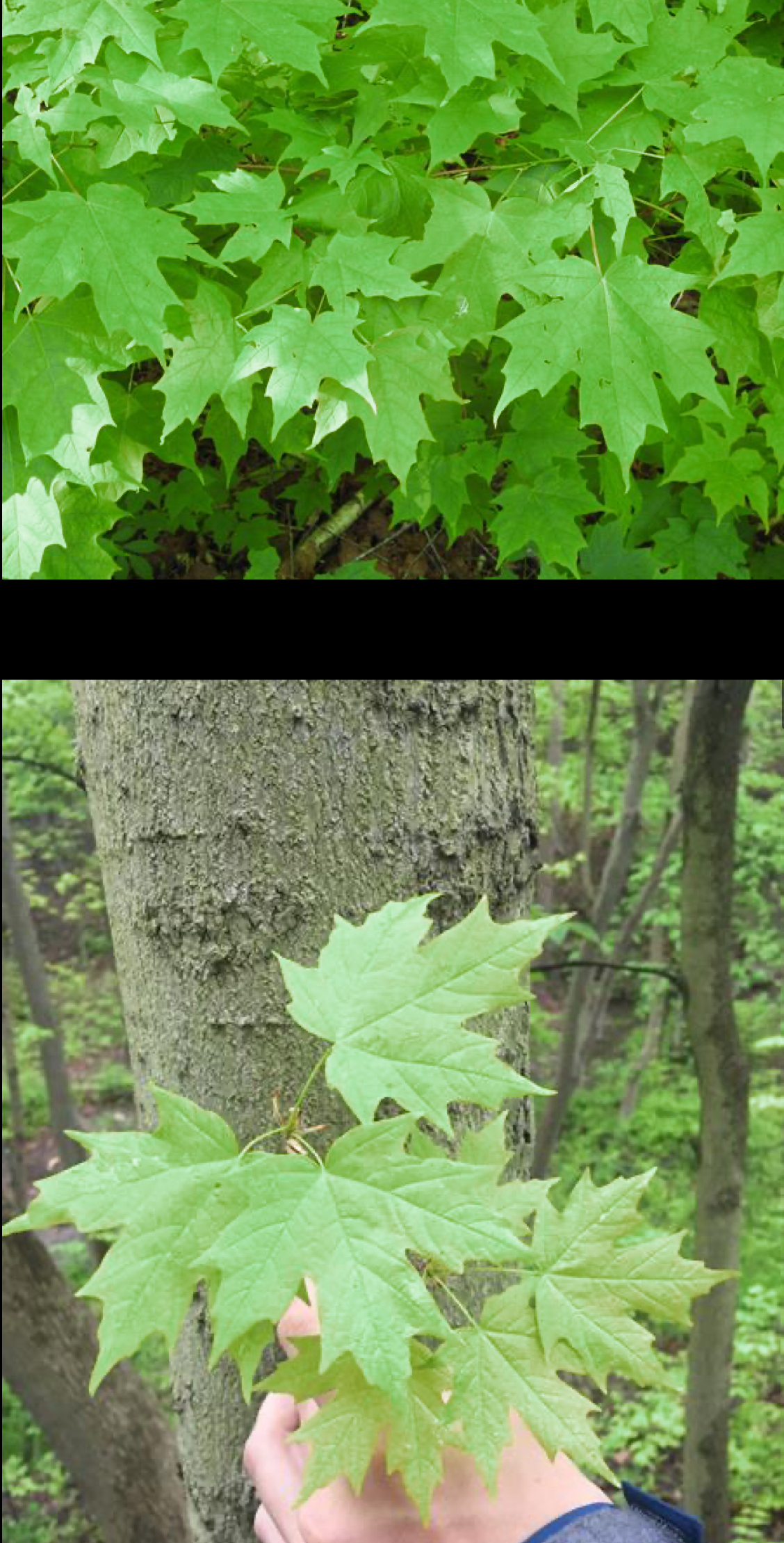 <p>sugar maple</p>